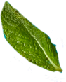 Leaf 2